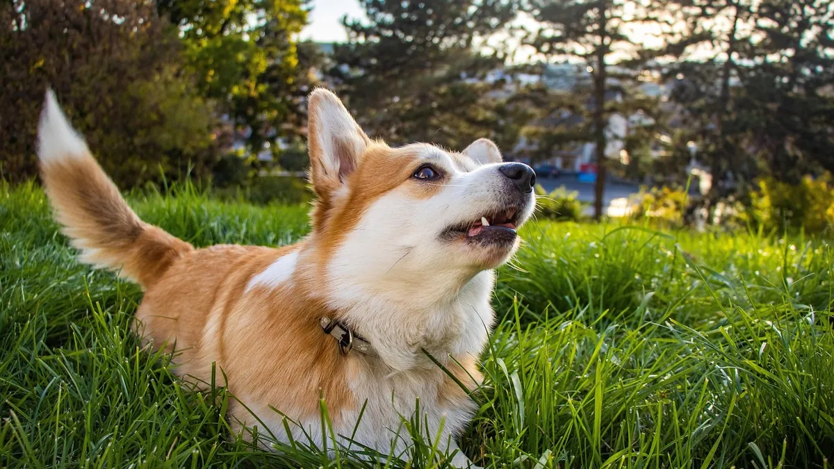Unilateral Deafness in Dogs: Signs and What to Do