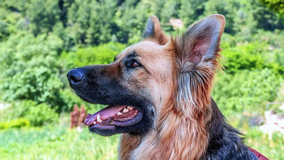 Urethral Blockage in Dogs: Emergency Signs and Care
