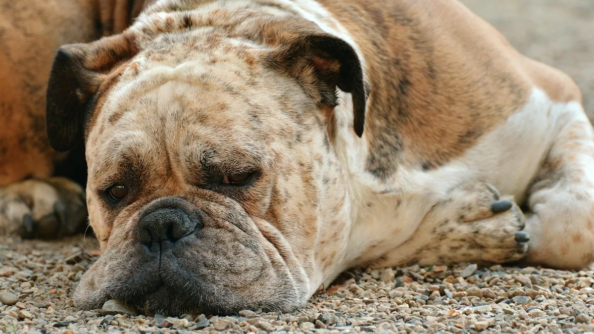Urinary Retention in Dogs: Causes and Treatment
