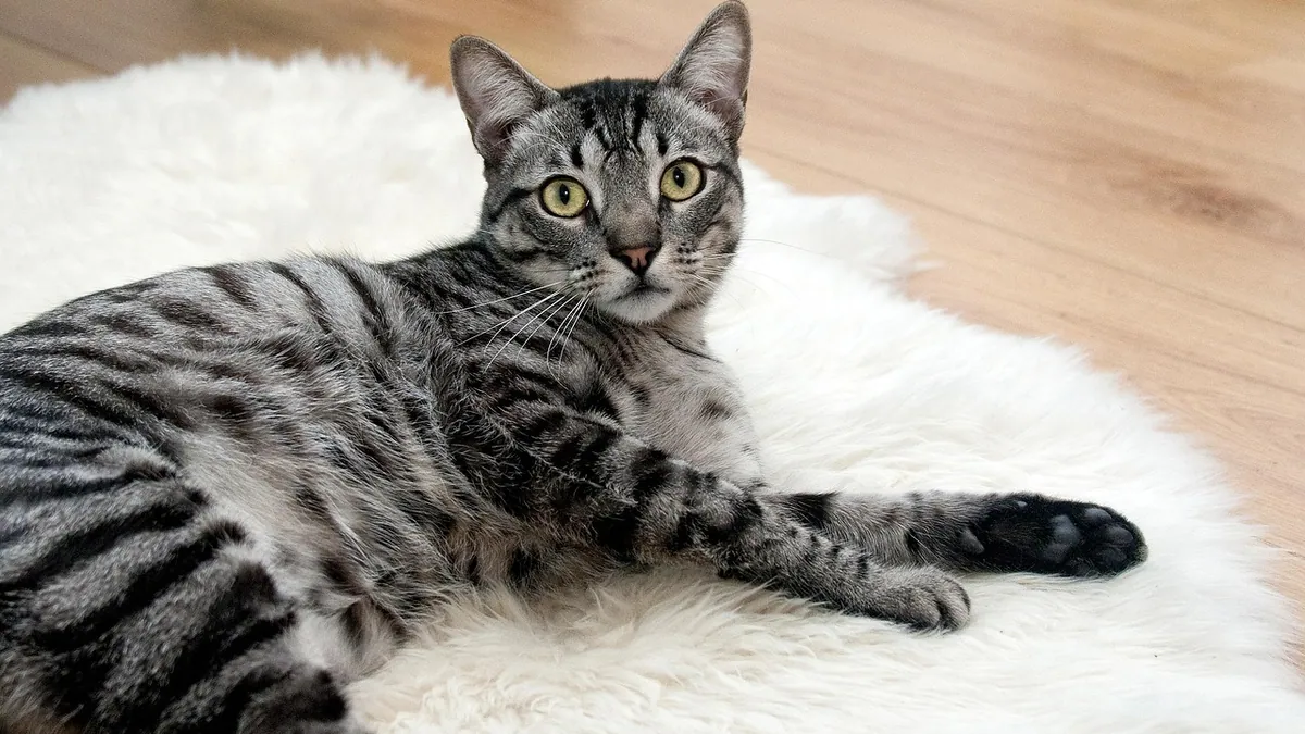 Ursodiol for Cats With Liver Disease and Pancreatitis