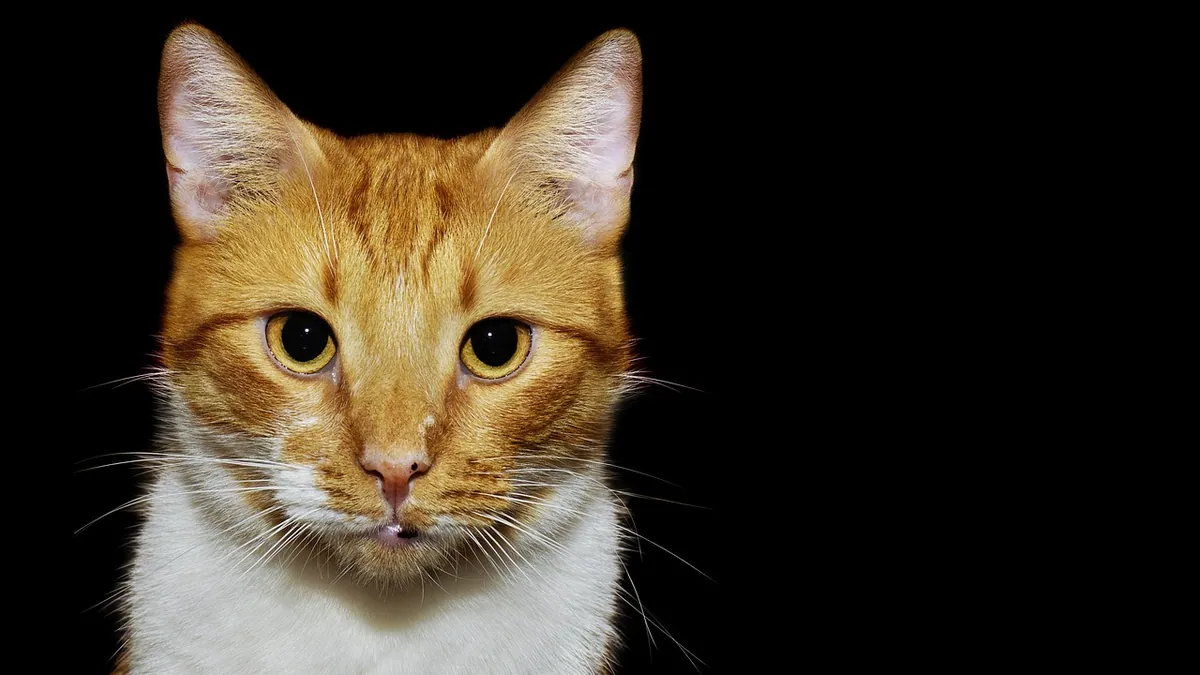 Ursodiol for Cats: Uses and How Long It Takes to Work
