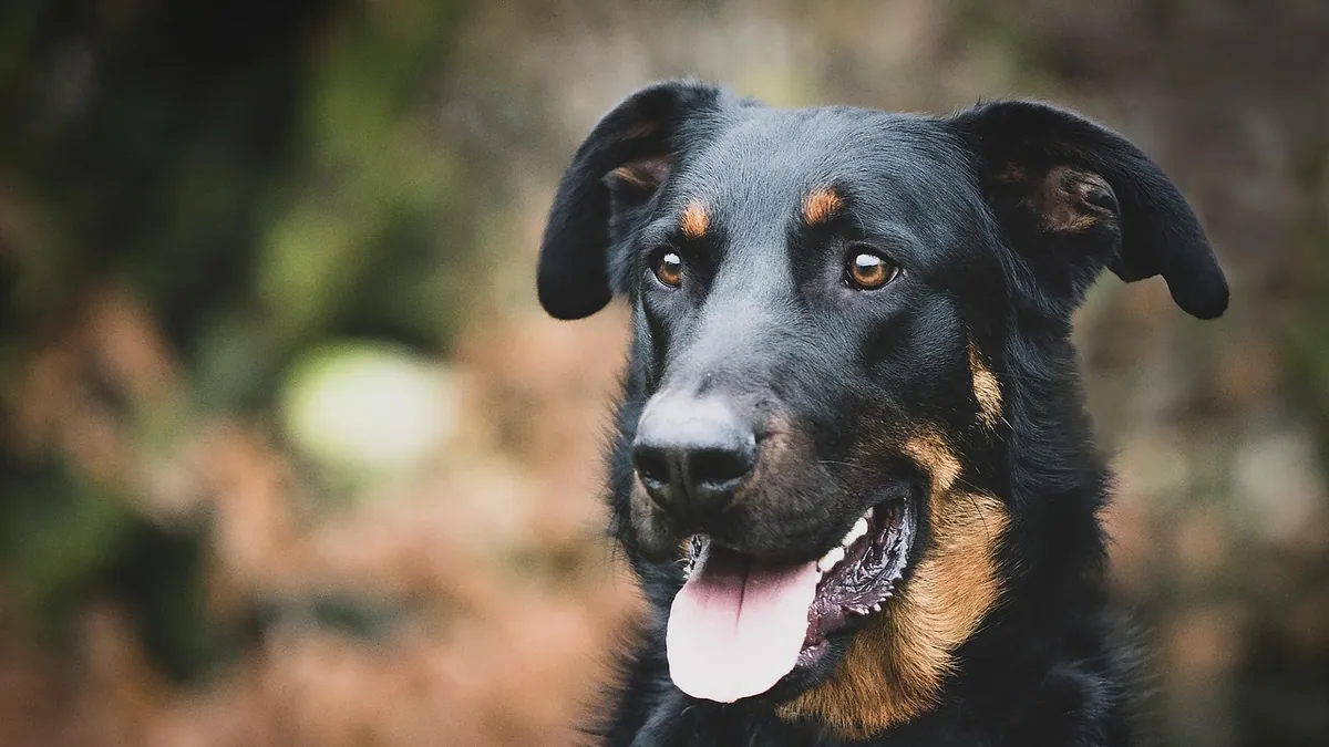Ursodiol for Dogs: Side Effects and Dosing Explained