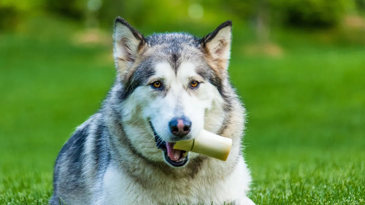 Ursodiol for Dogs: Uses, Timing, and Liver Disease