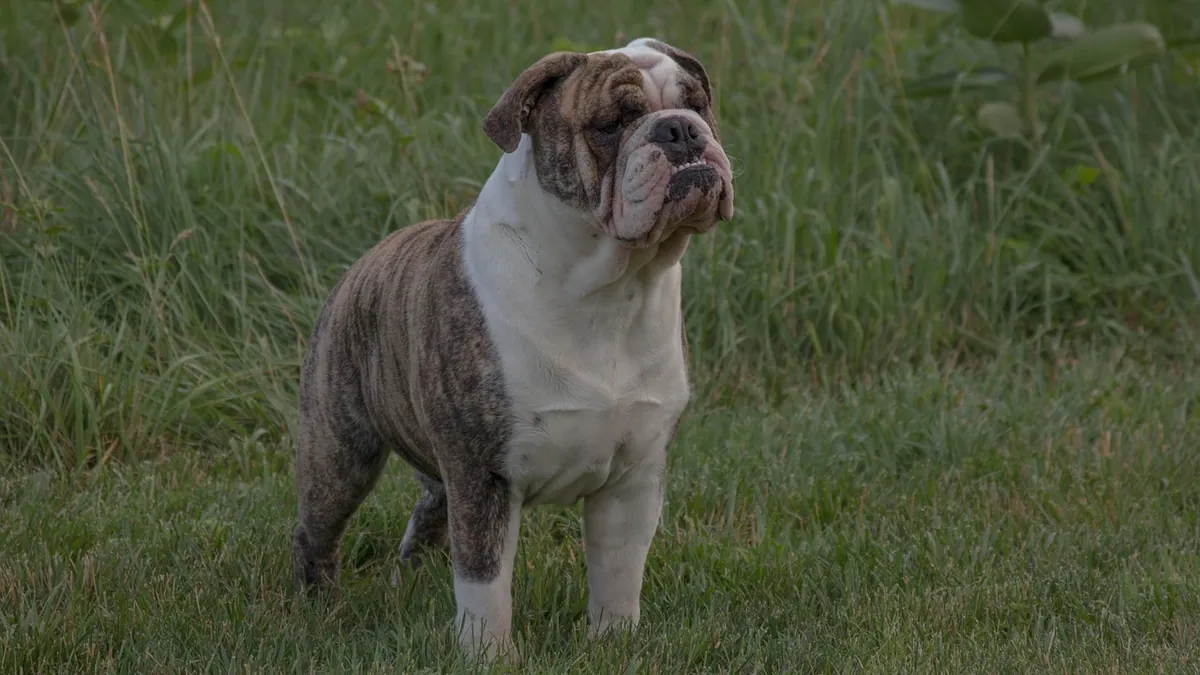 UTIs in Female and Male Dogs: Signs and Recurrence