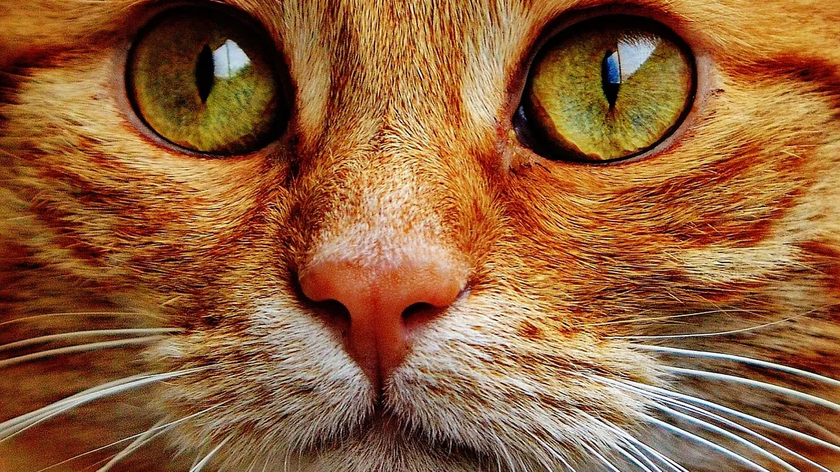 Uveitis in Cats: Causes, Symptoms, and Treatment