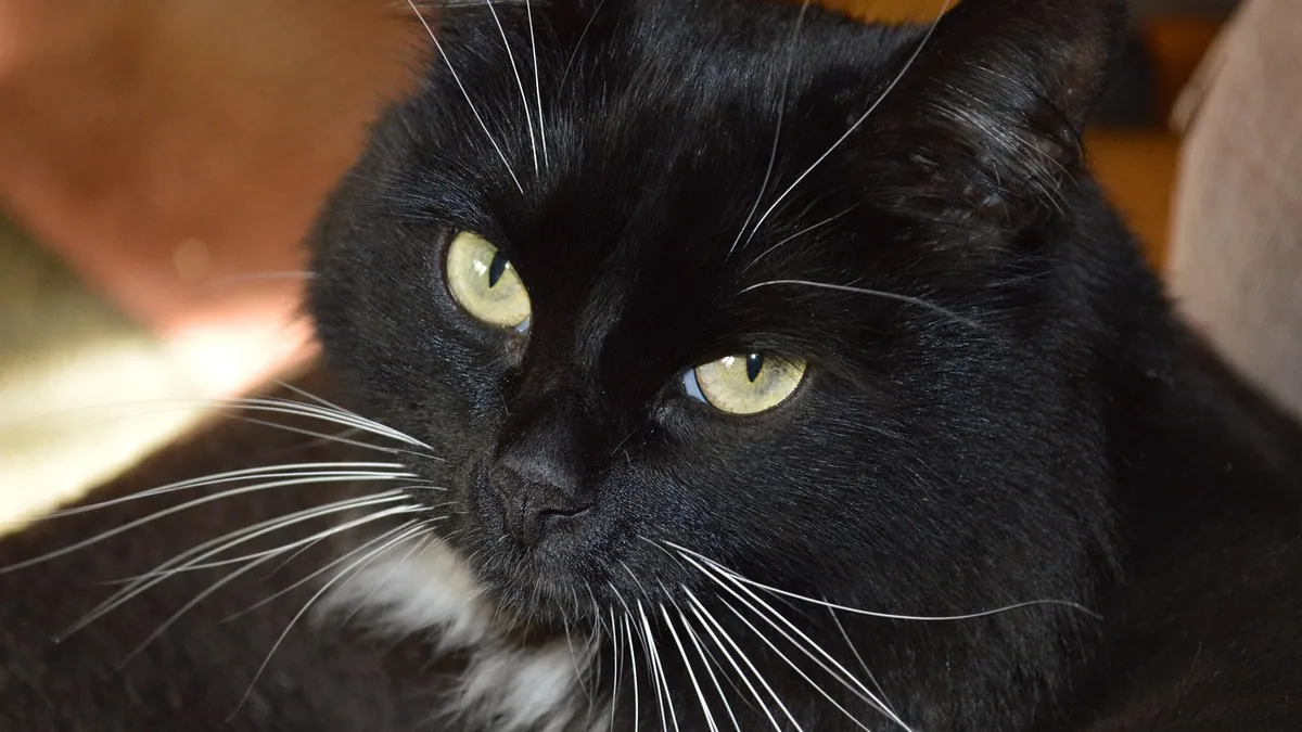 Uveitis in Cats With FIP or FIV: What Owners Should Know