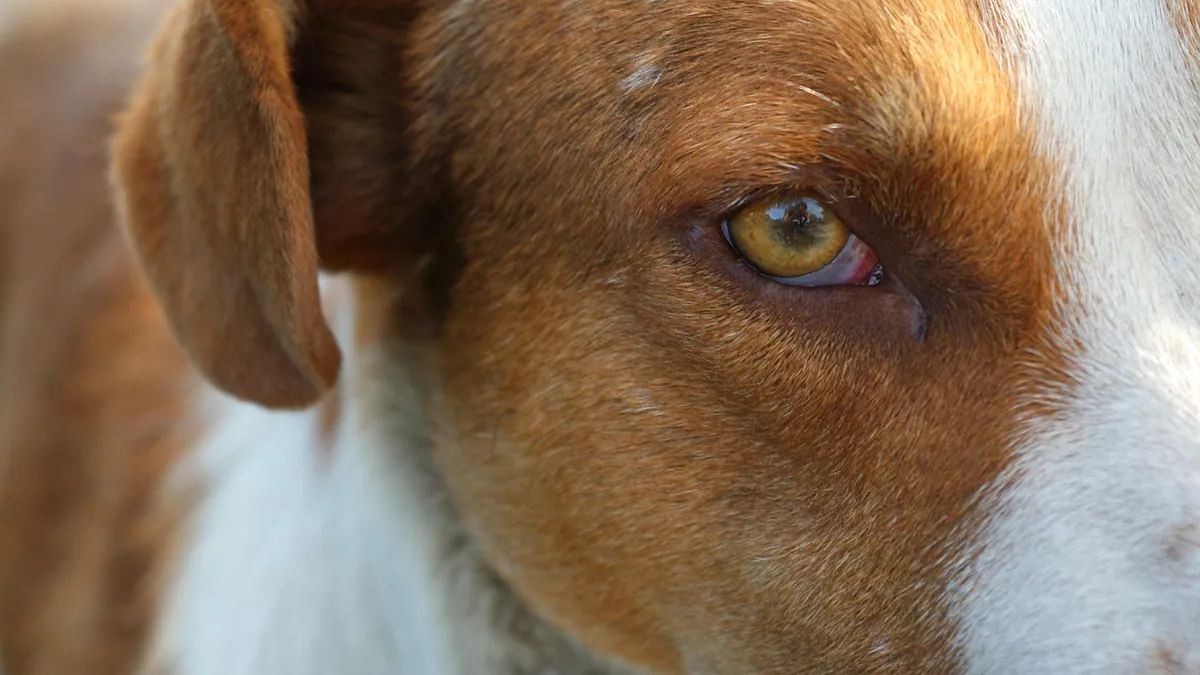 Uveitis in Dogs: Symptoms, Causes, and Diagnosis
