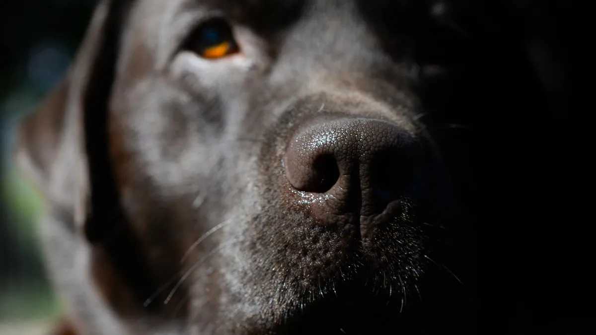 Uveitis in Dogs: Treatment and What to Expect