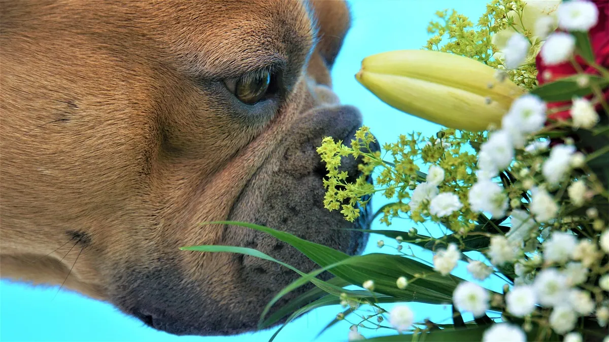 Is Vanilla Orchid Toxic to Dogs? Pet-Safe Orchid Guide