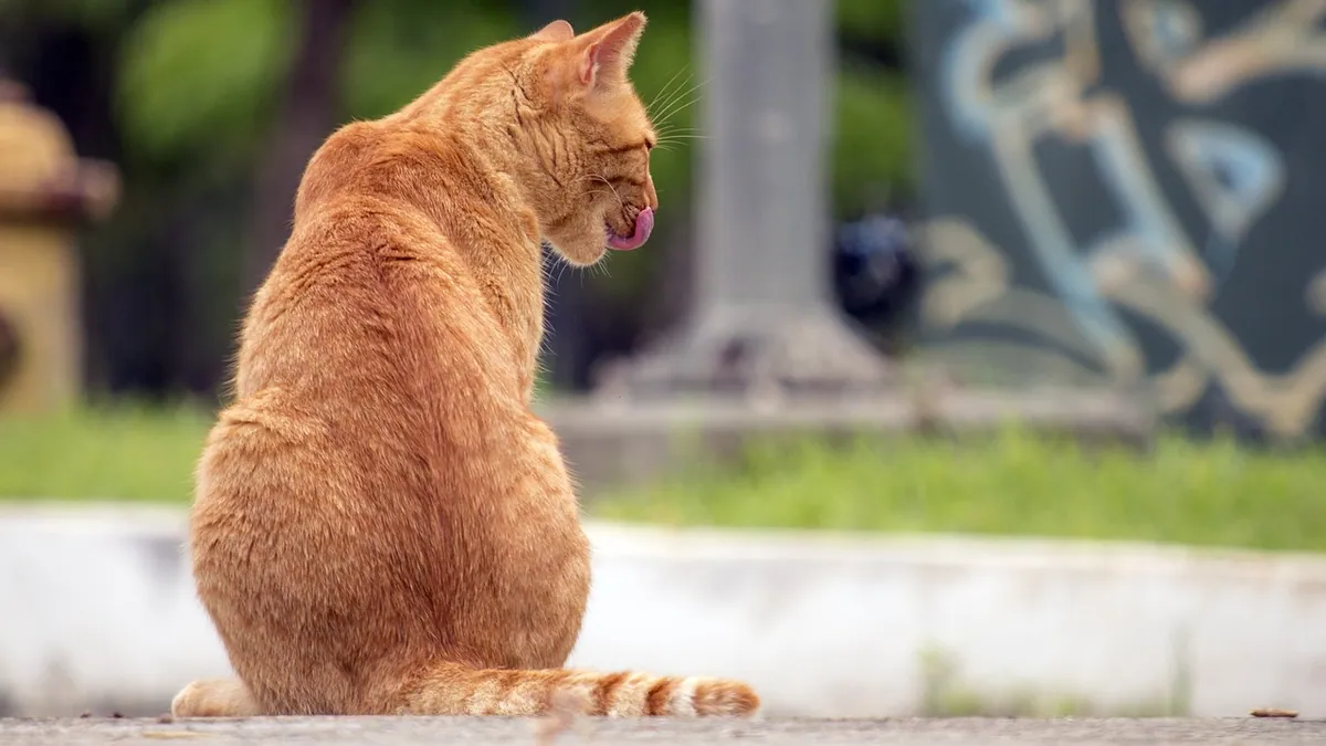 Is Vaping Toxic to Cats? Nicotine and Vape Juice Risk