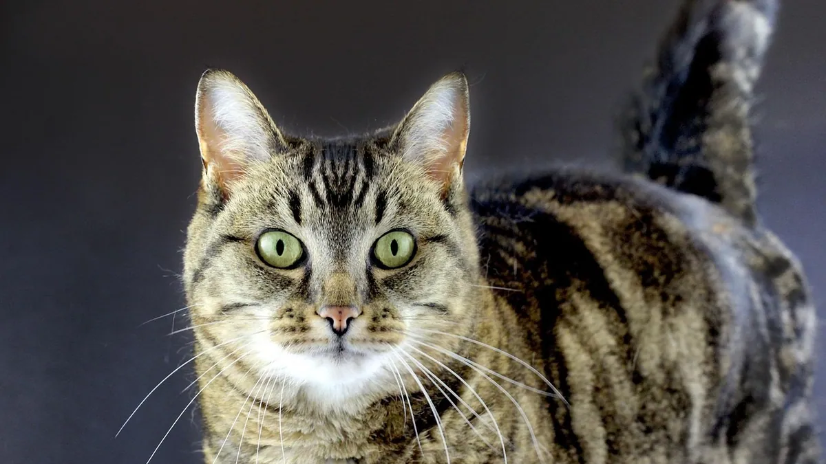 Vaseline for Cat Constipation: Does It Actually Work?