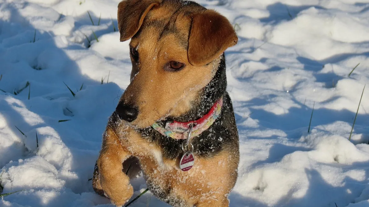Vaseline on Dog Paws in Winter: Does It Help?