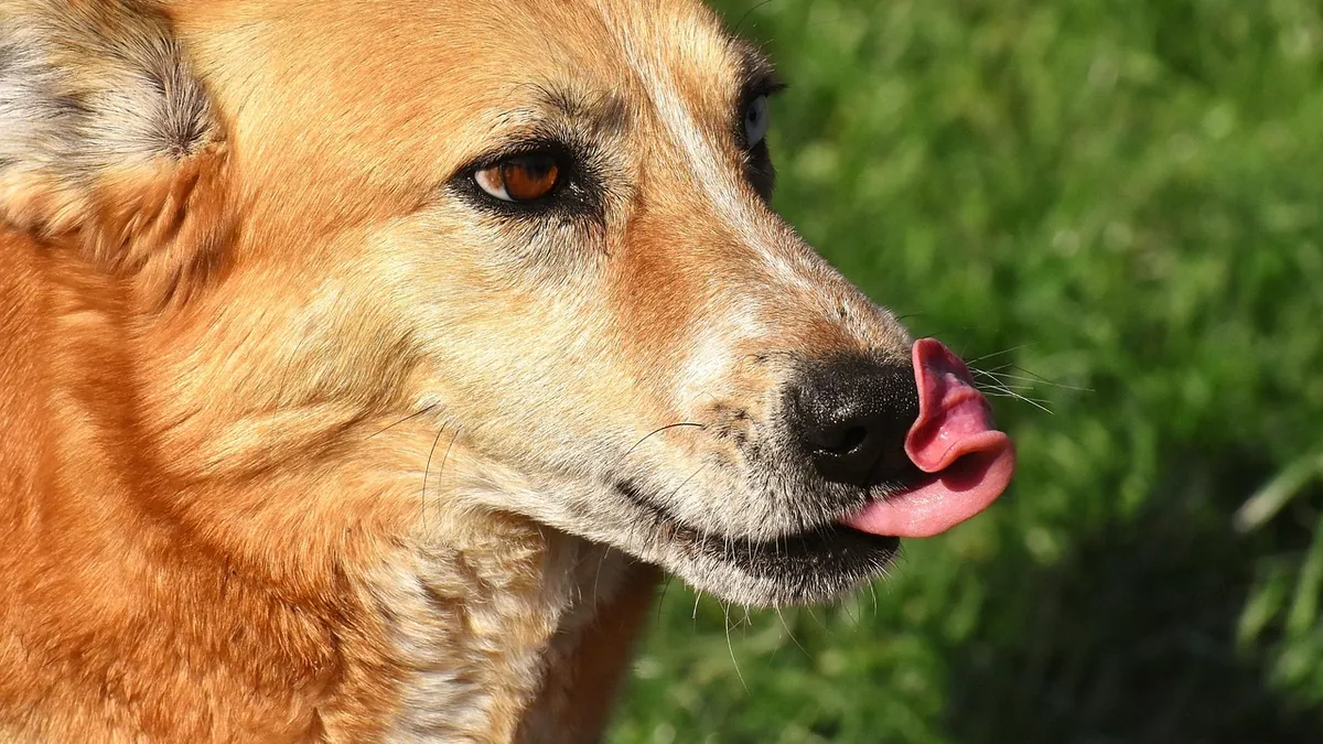 Vaseline for Dogs: Itchy Skin, Dry Skin, and Wounds