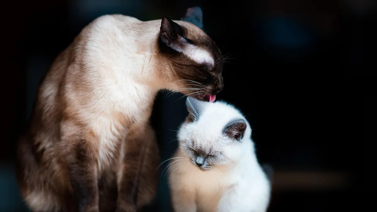Vaseline for Cats: Hairballs, Skin, Paws, and Ears