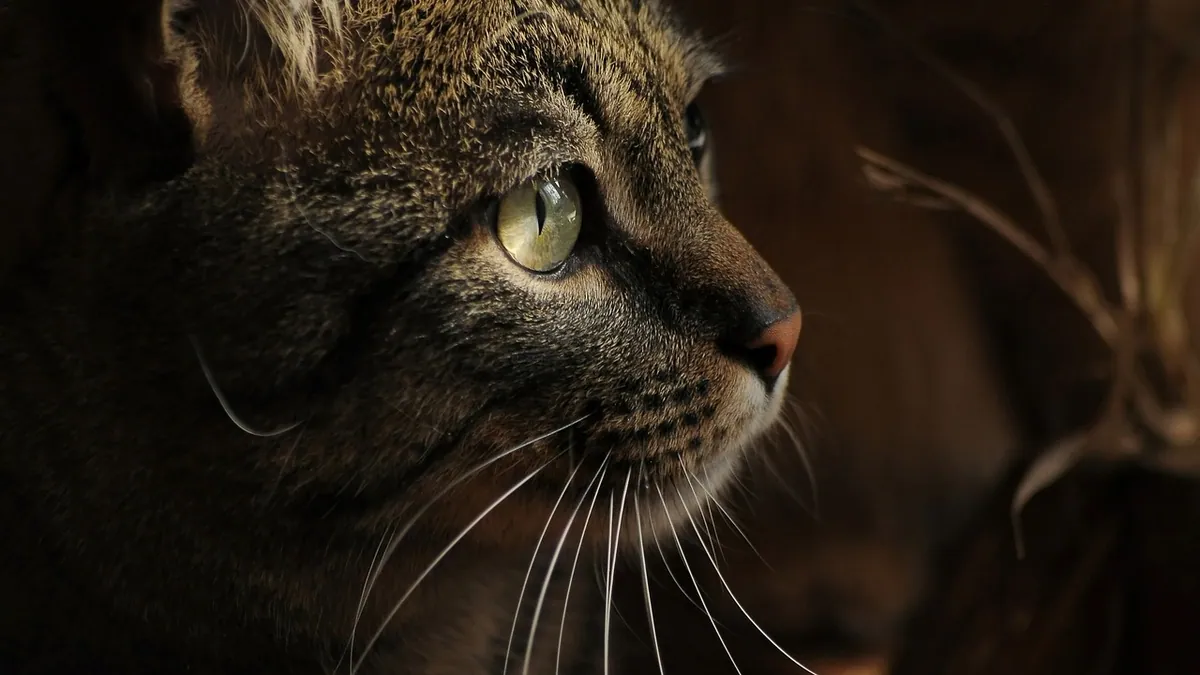 Vestibular Disease in Cats: Symptoms, Causes, and Recovery