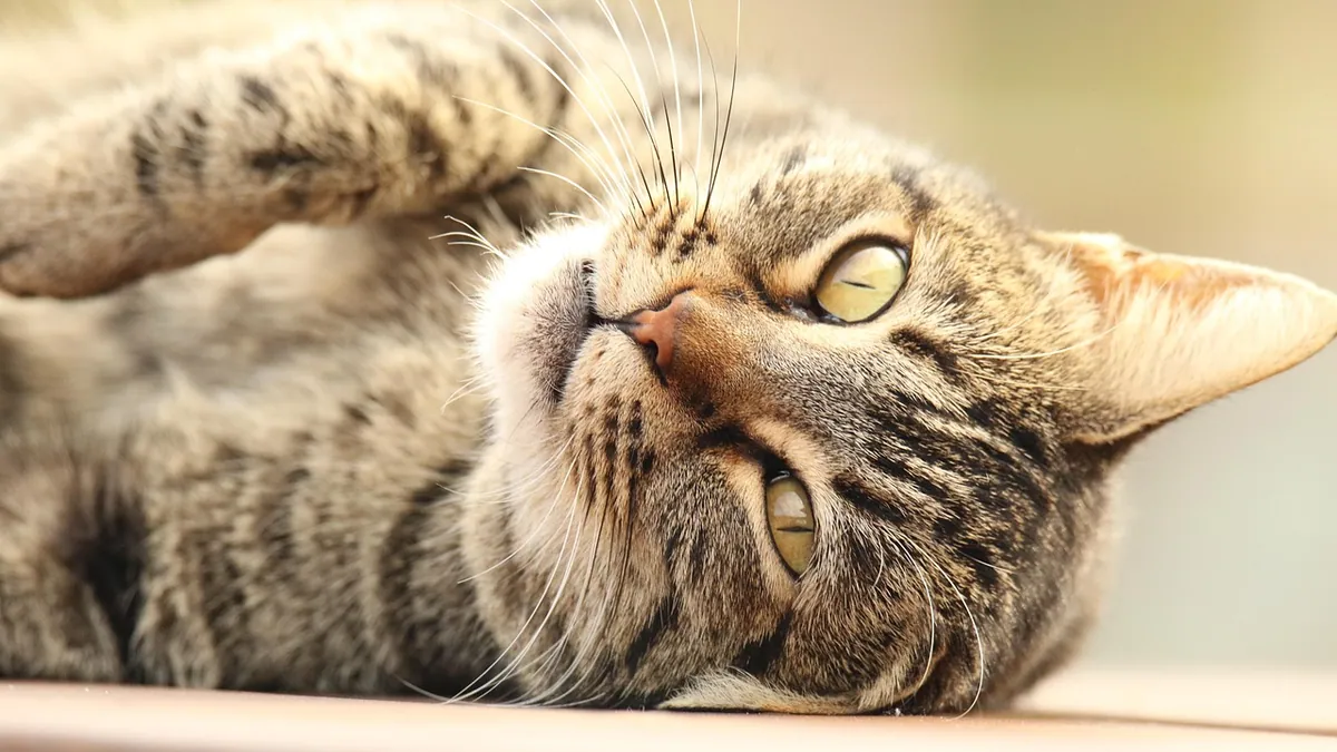 Vestibular Disease in Cats: Treatment and Home Care