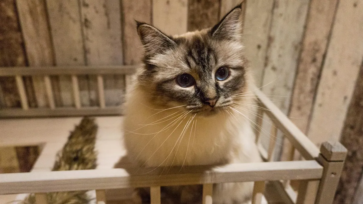 Vetmedin for Cats: Side Effects and Safety Explained