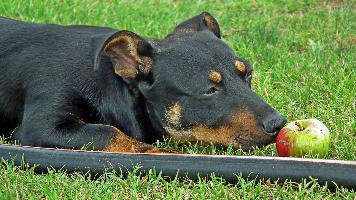 Vetmedin for Dogs: With or Without Food?