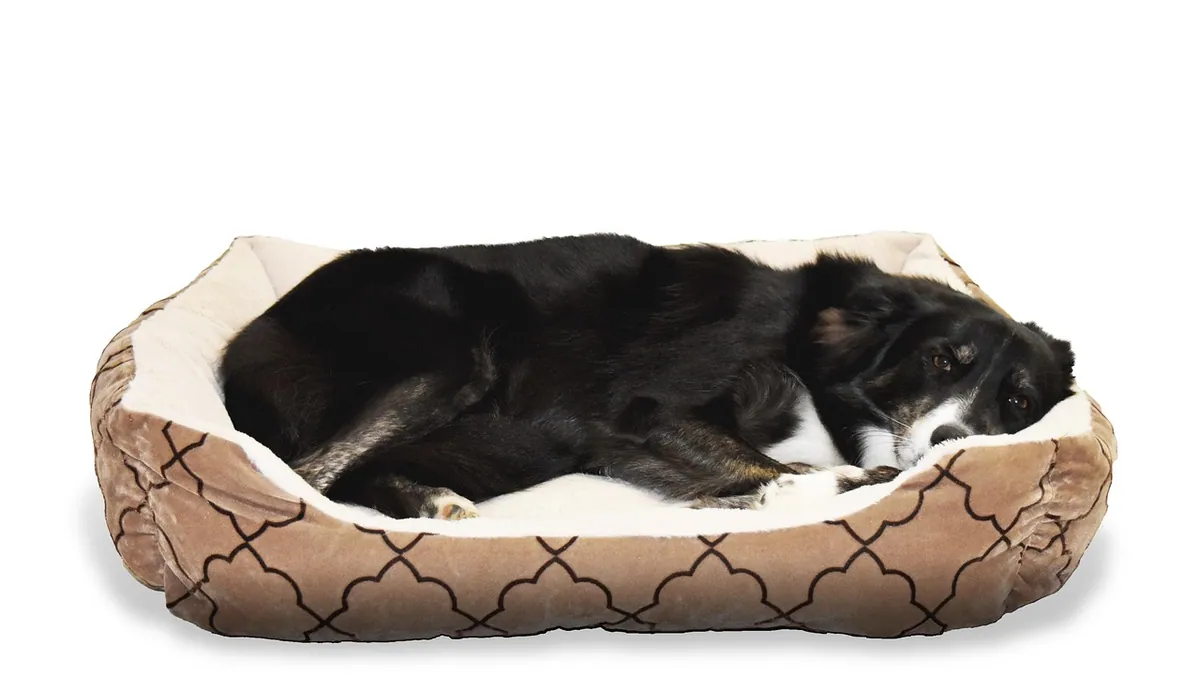 How Long Does Vetmedin Take to Work in Dogs?