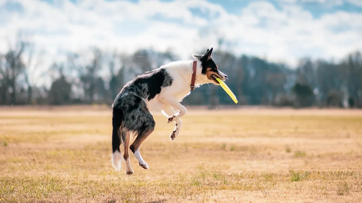 Vetsulin for Dogs: Dosing, Storage, and Owner Instructions