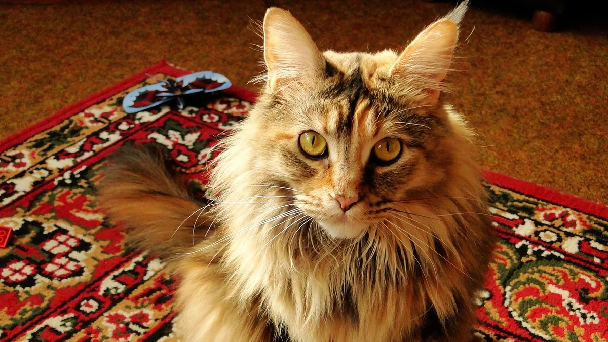 Does Vinegar Remove Cat Pee Smell? What Works
