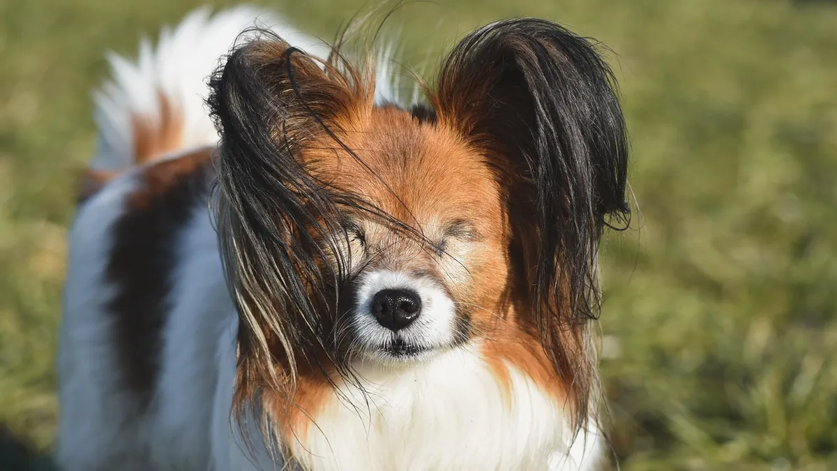 Vision Loss in Dogs: Signs, Causes, and What to Do