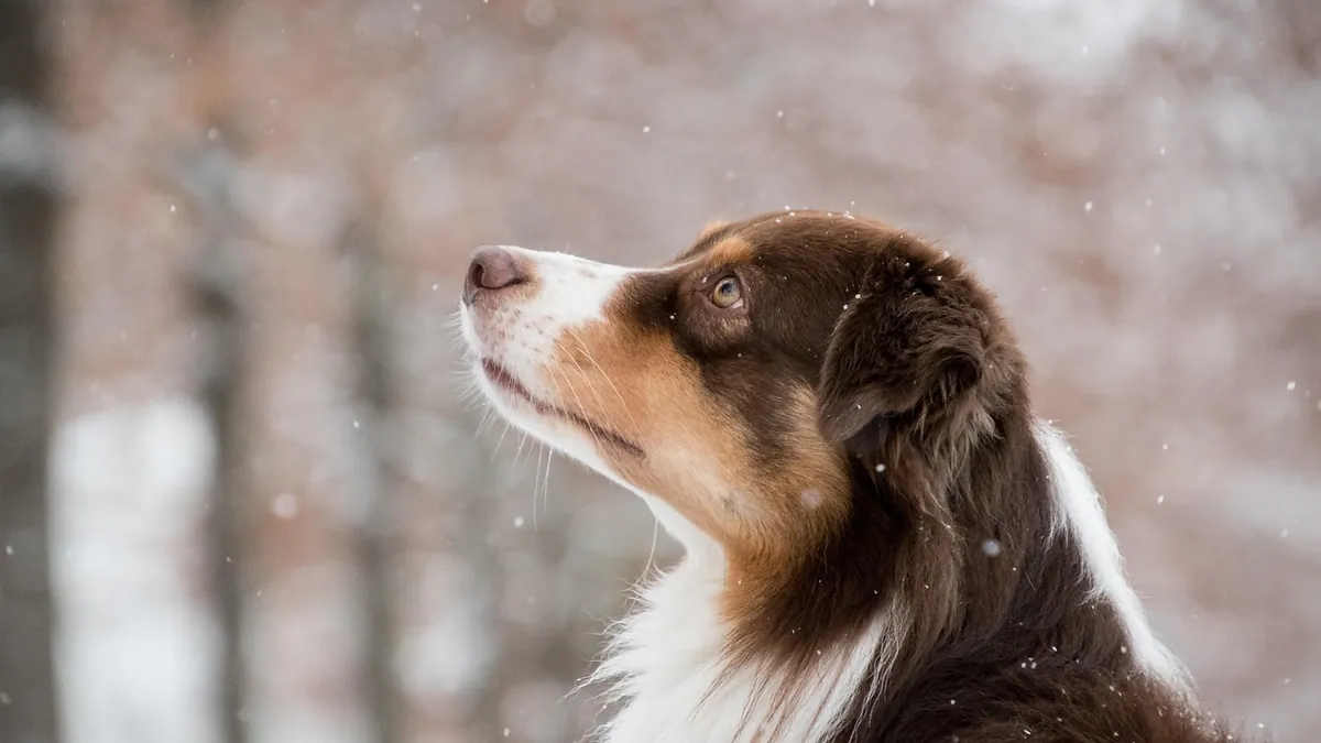 Vitamin B12 for Dogs With Pancreatitis: Does It Help?