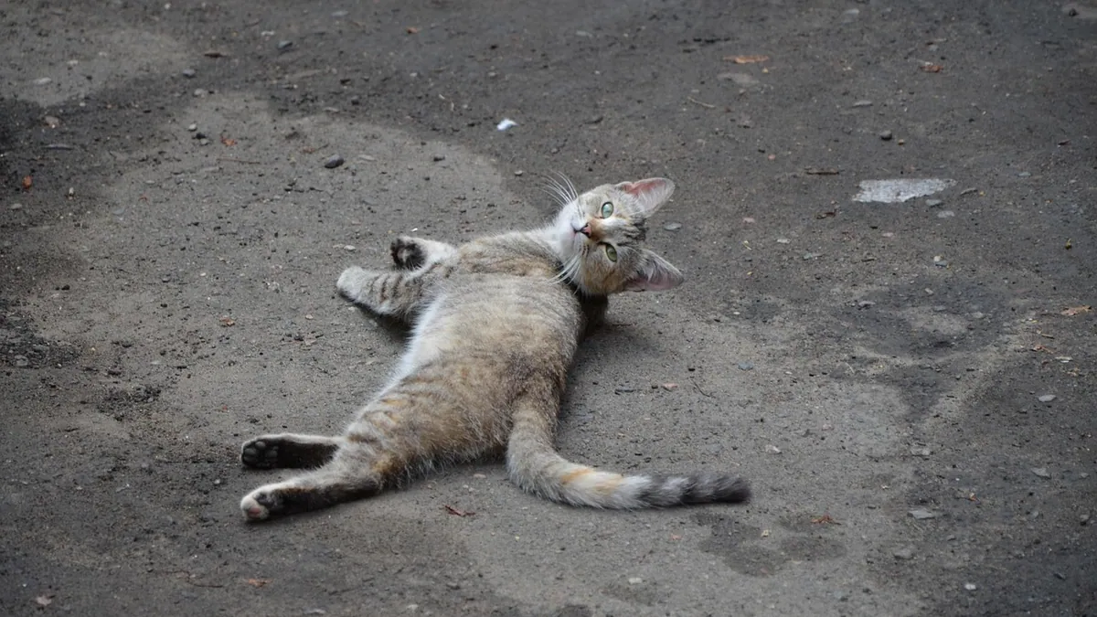 Is Vitamin D3 Toxic to Cats? Doses and Poisoning Signs
