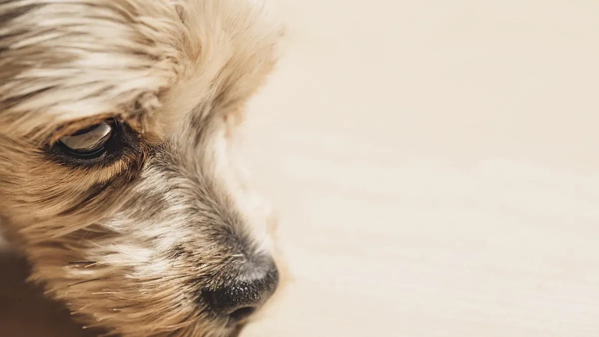 Vomiting in Dogs After Deworming: Normal or Not?