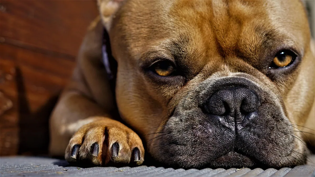 Vomiting in Dogs With Heart Failure: Causes and Care