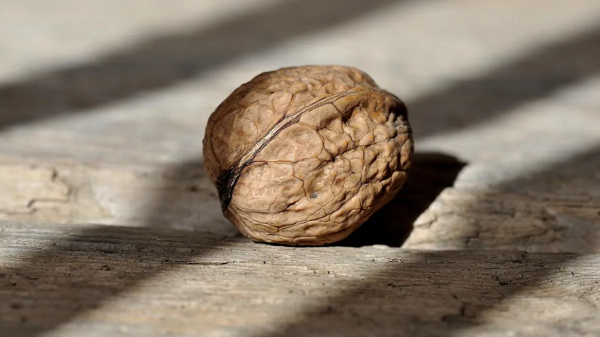 Is Walnut Toxic to Cats? Black Walnut and Mold Risk