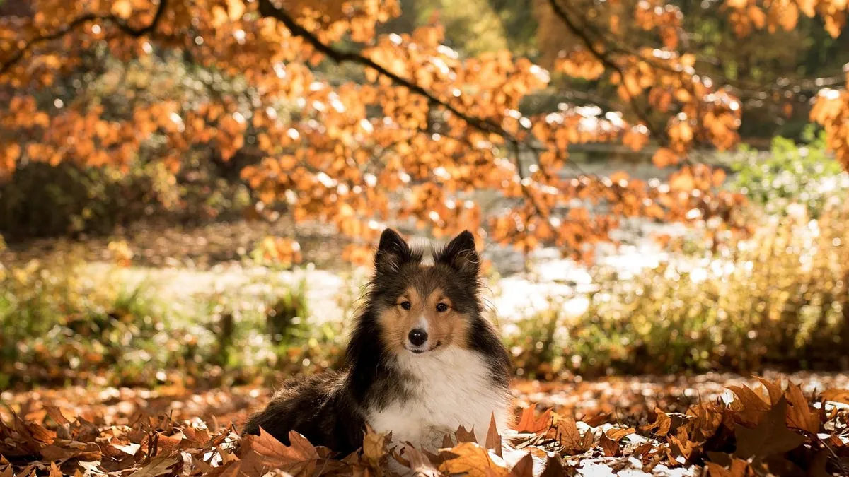 Are Walnut Trees Toxic to Pets? Black Walnut Risks