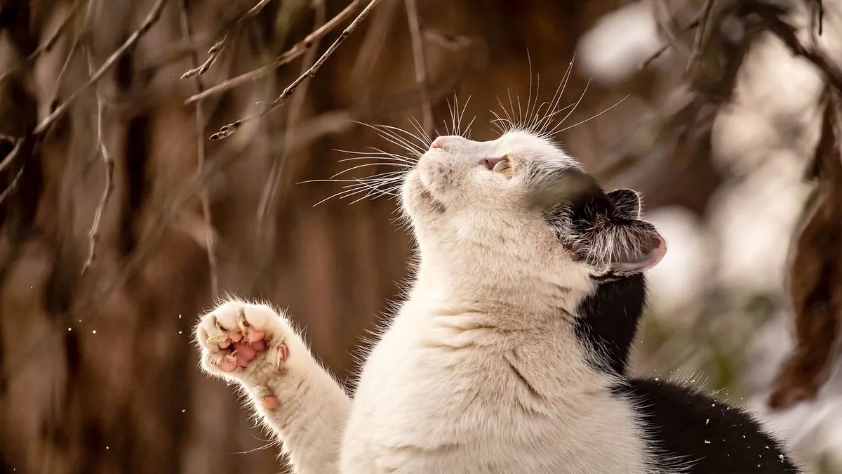 Warts on Cats: Paw, Skin, and Mouth Growths Explained