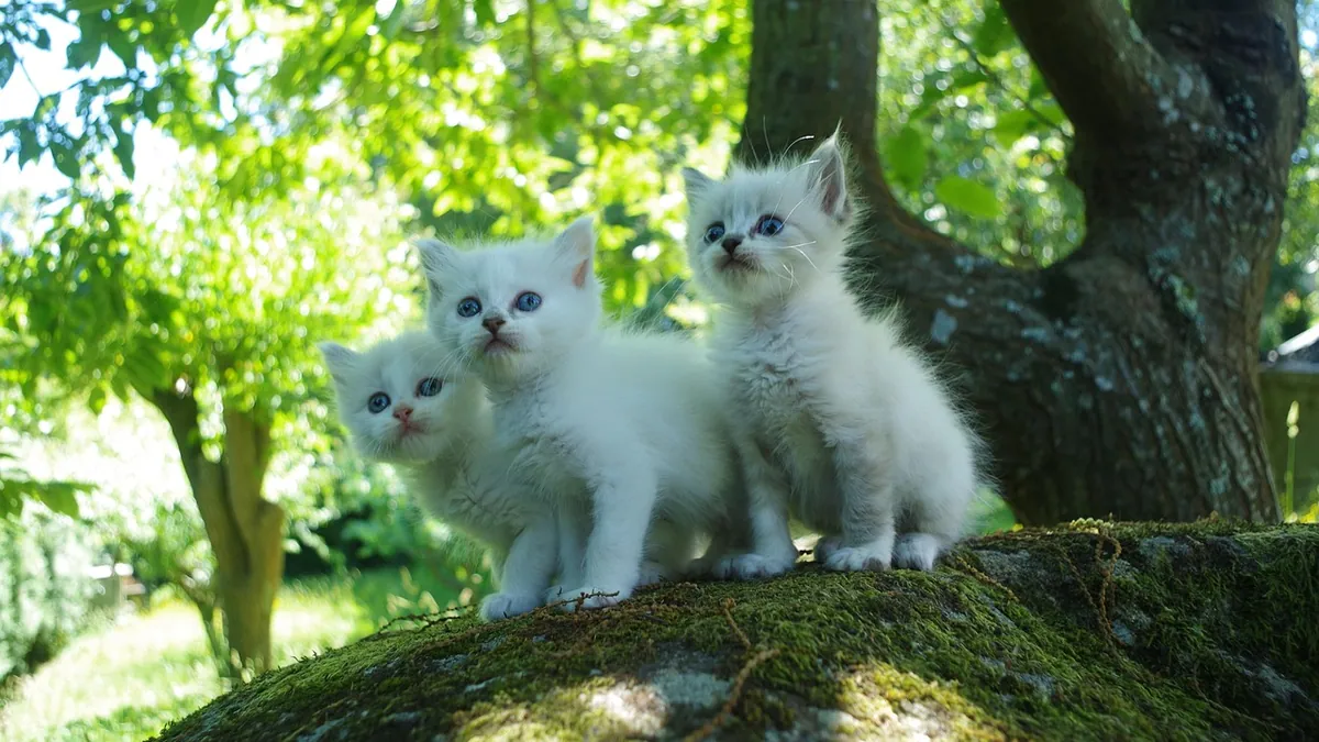 Was My Cat the Runt? How to Tell and What It Means