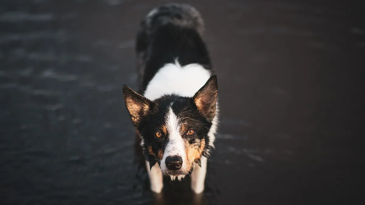 Water Regurgitation in Dogs: Why It Happens and What to Do