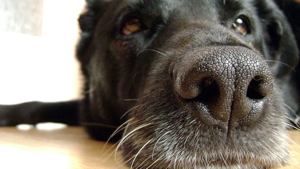 Are Wax Melts Toxic to Dogs If Eaten or Inhaled?