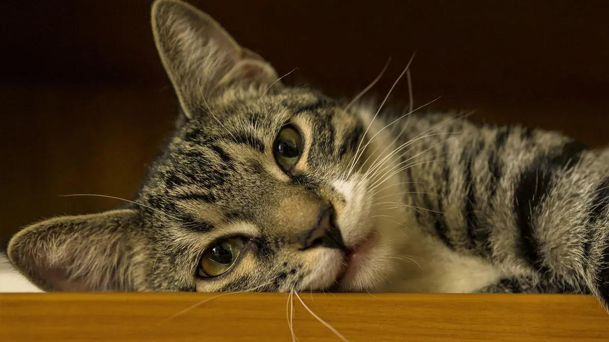 Weaning a Cat Off Prednisolone Safely