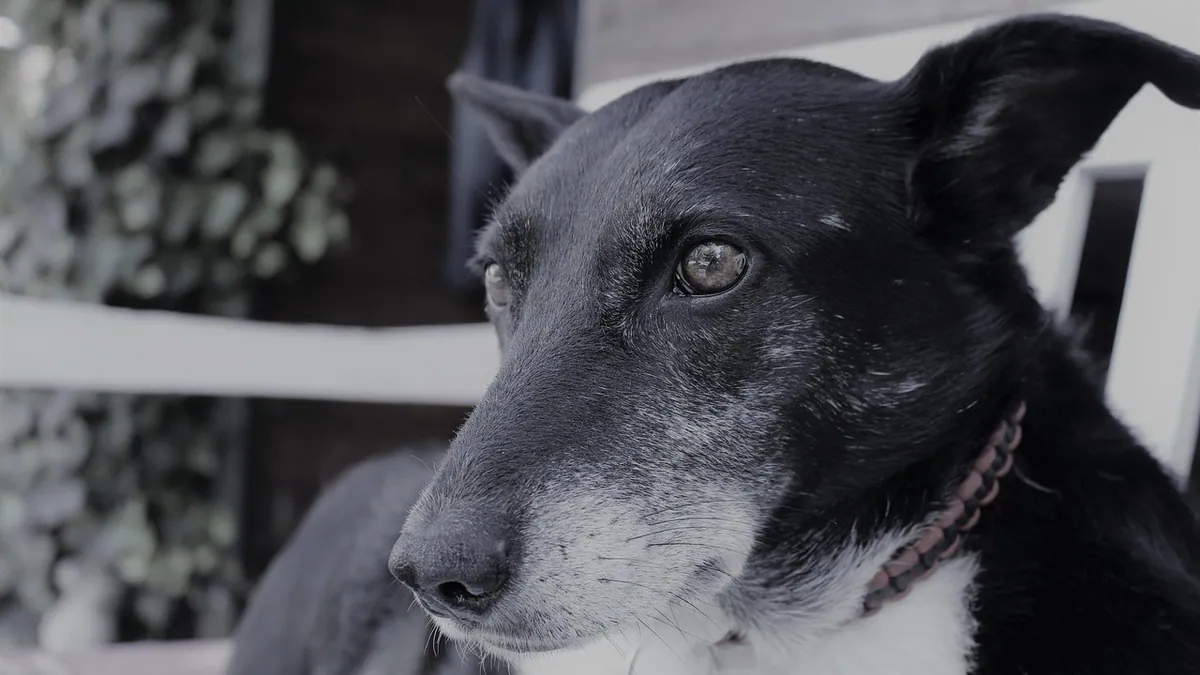 Weaning Your Dog Off Prednisone: Symptoms to Expect