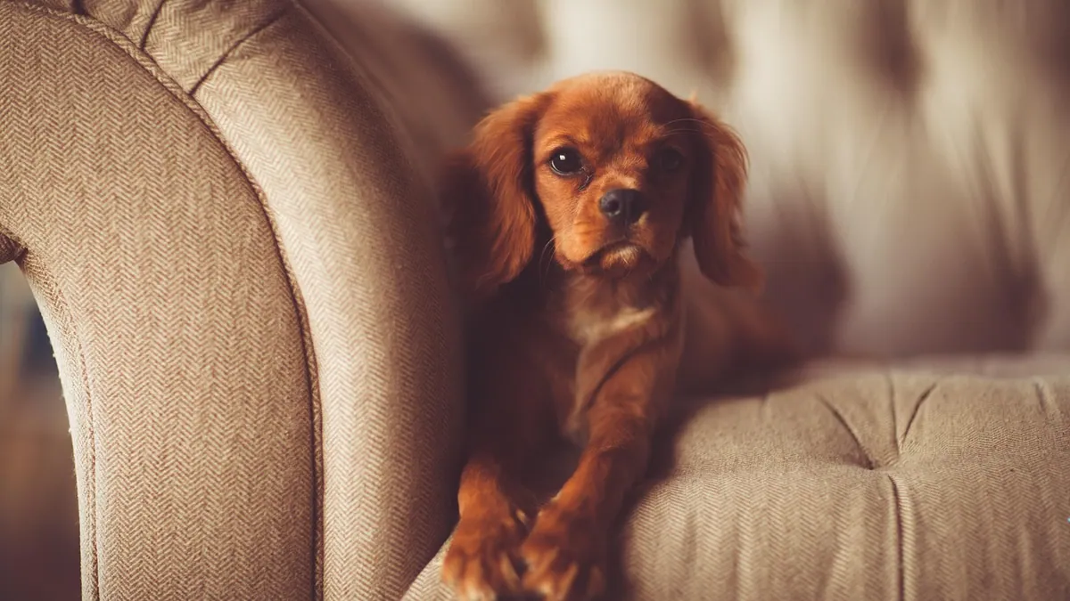 Weaning Your Dog Off Trazodone: What to Expect