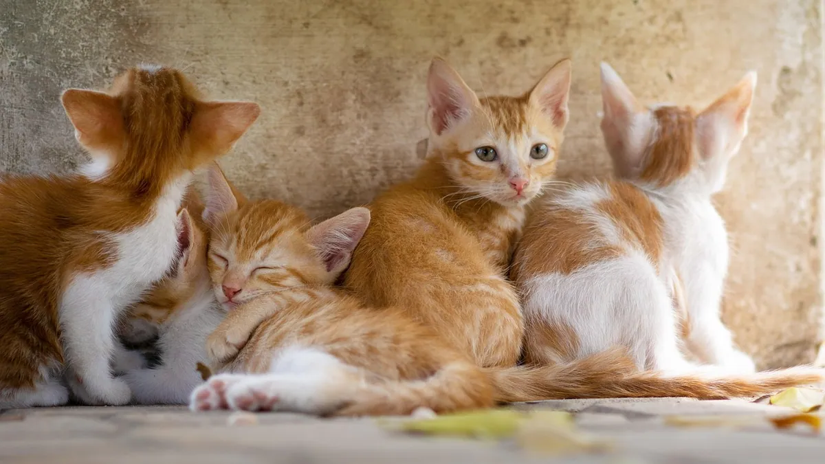 Weaning Kittens: Foods, Milk, and How to Do It Safely