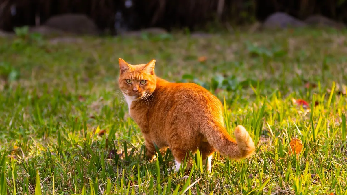 Is Weed Killer Harmful to Cats? Roundup and Lawn Safety