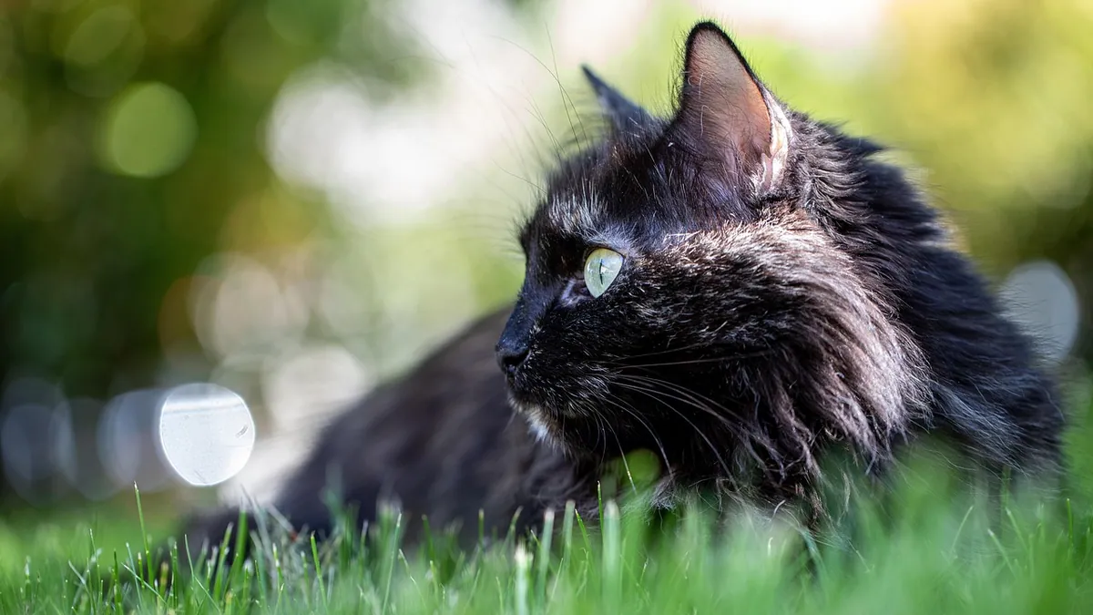 Is Weed Killer Harmful to Pets After It Dries?