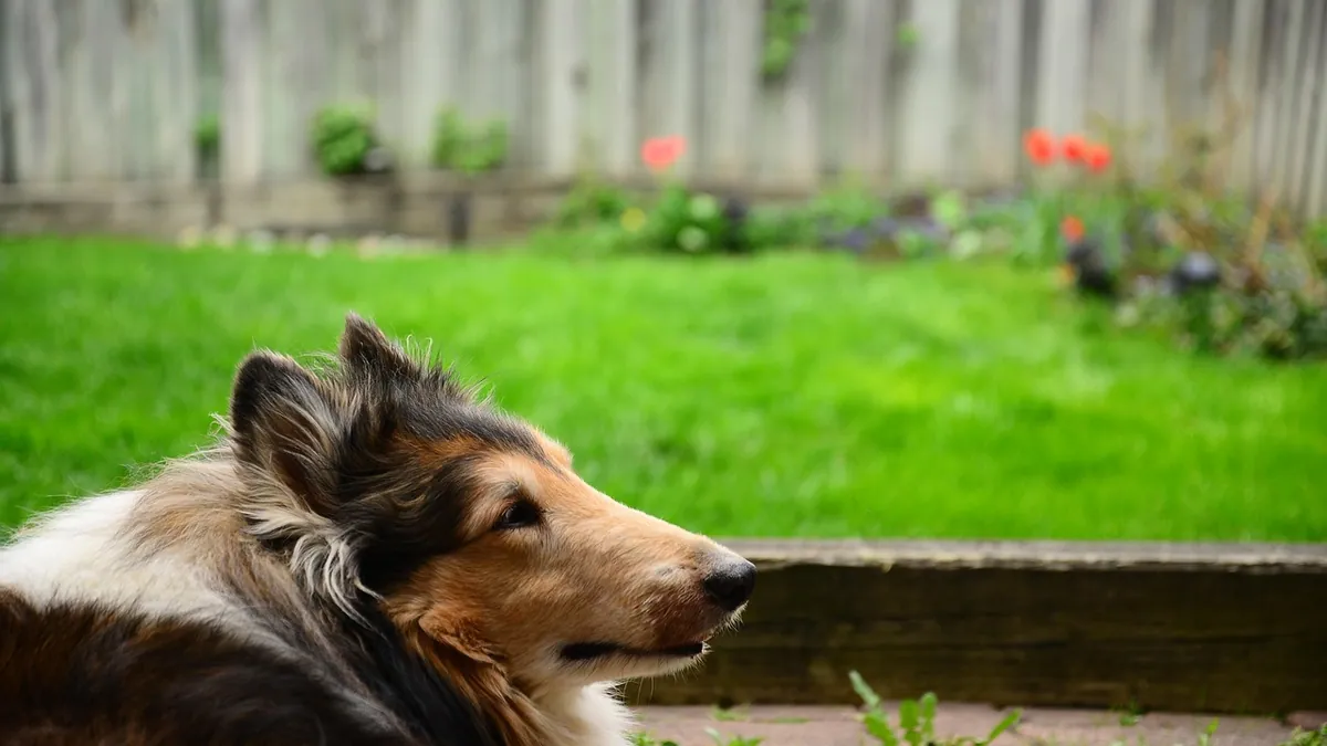 How Long Is Weed Killer Toxic to Dogs?