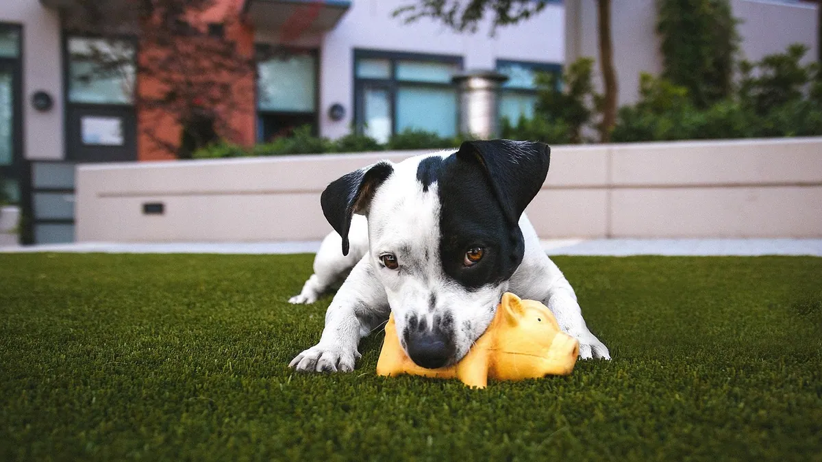 Is Weed Killer Toxic to Pets? Safest Options