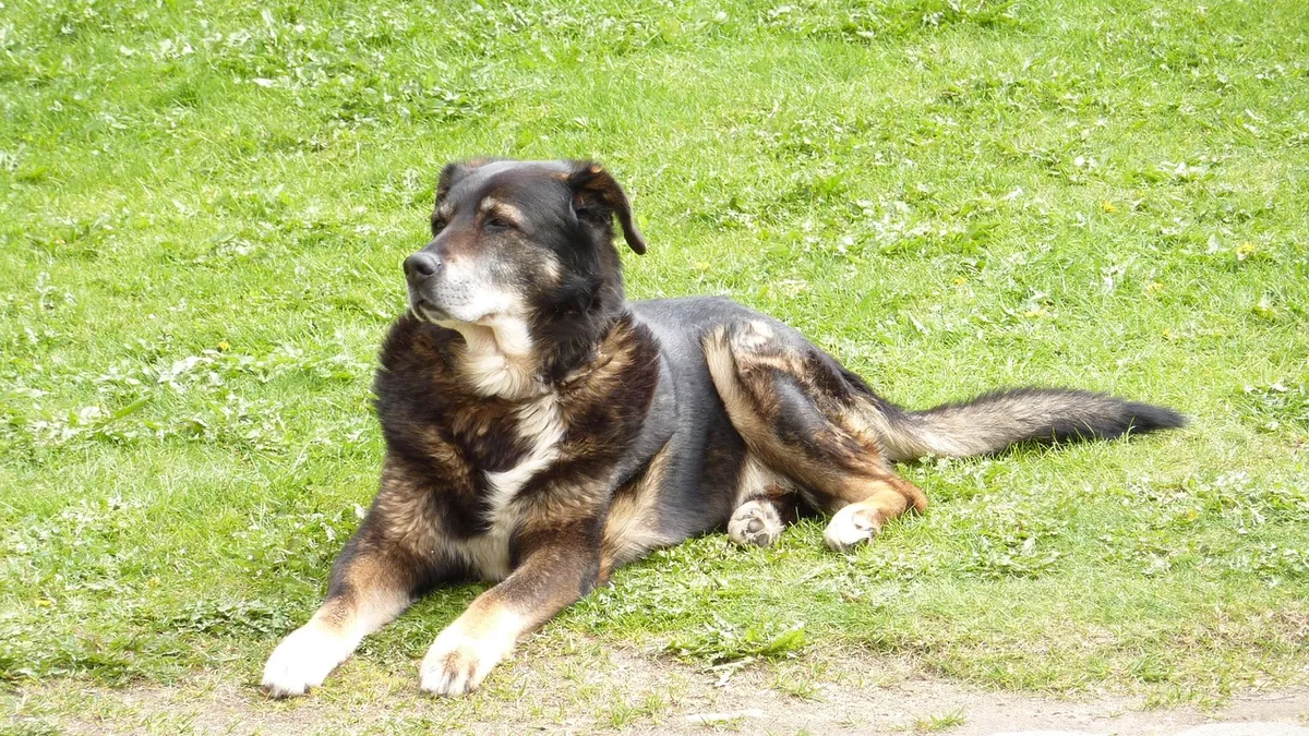 Weight Loss in Dogs With Heart Failure: Causes and Care