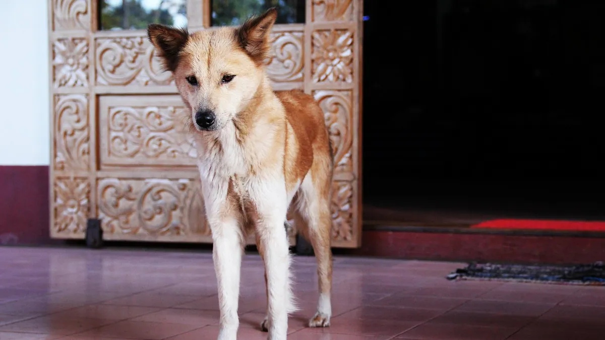 Weight Loss in Dogs on Steroids: Causes and What to Do