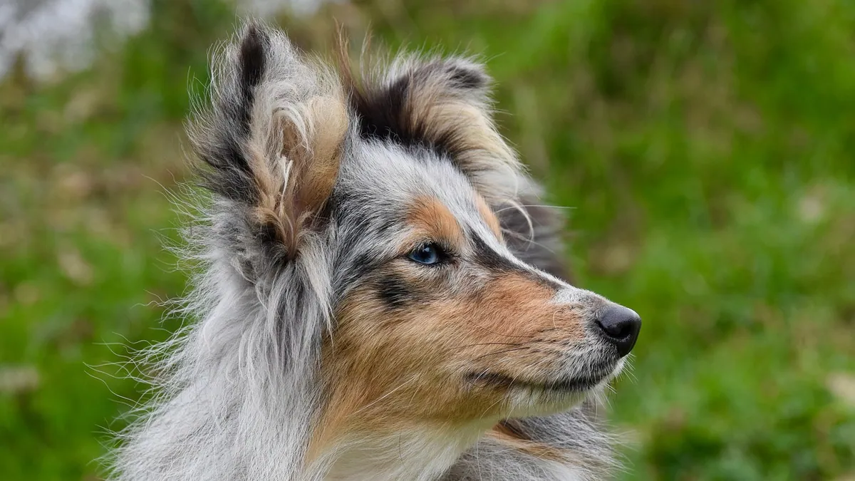 Weight Loss in Dogs With Cancer: Managing Cachexia