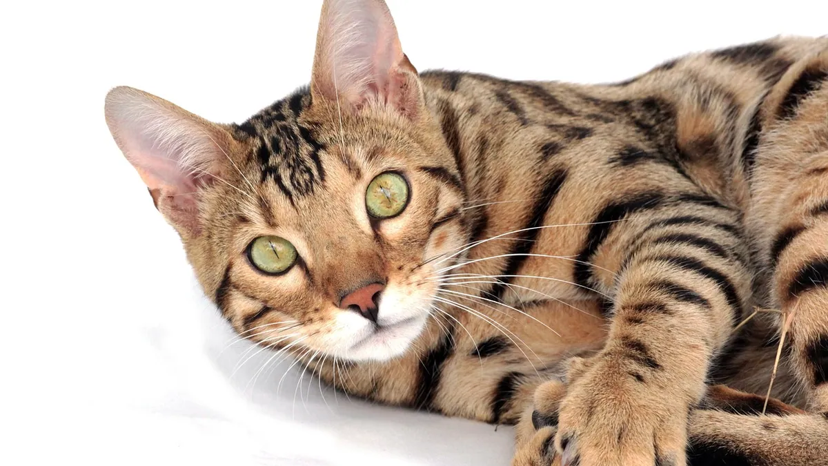What Can 5- and 6-Week-Old Kittens Eat?