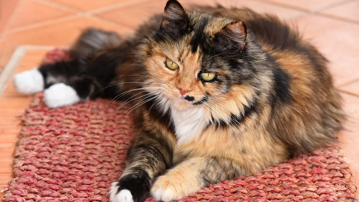 What Can I Give My Cat for Swelling? Safe Anti-Inflammatories