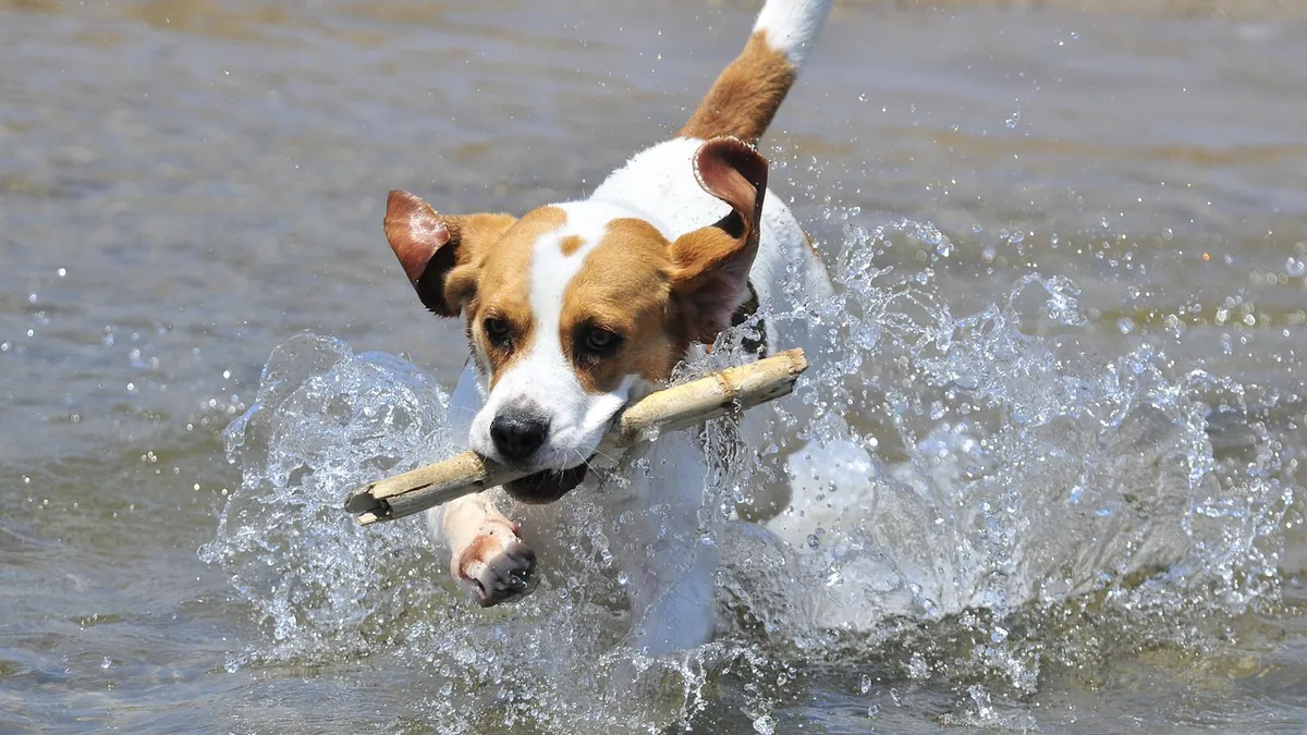 What Can I Give My Dog for Allergies? Safe Options